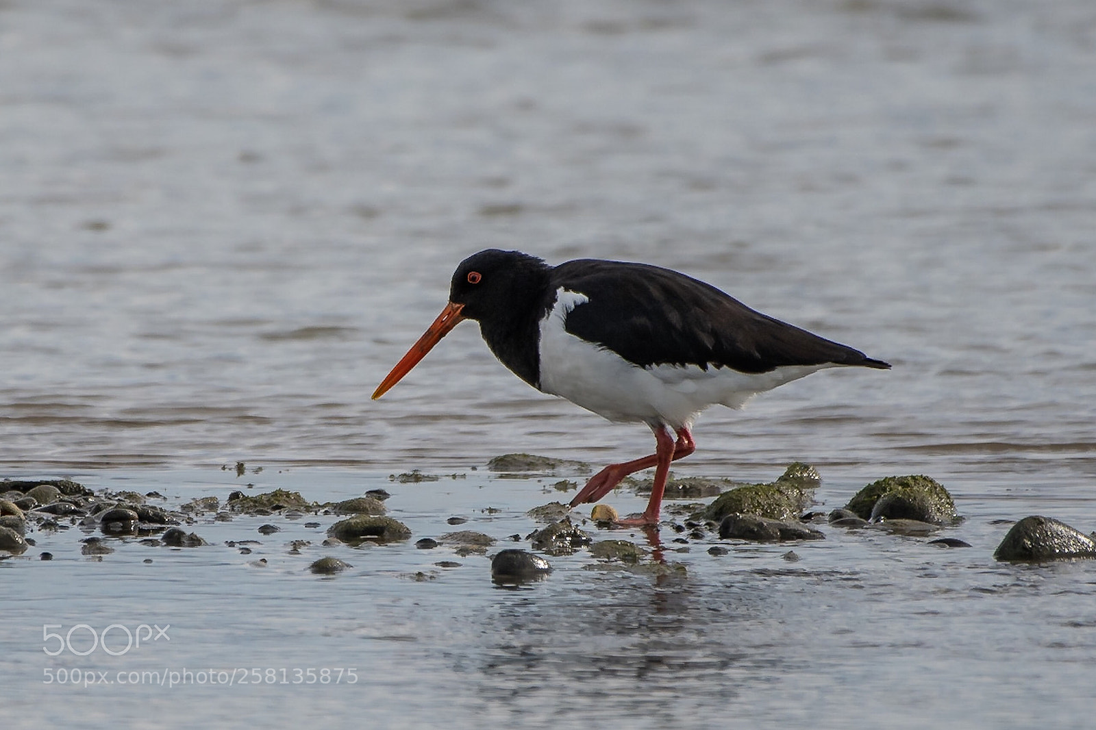 Nikon D500 sample photo. Si pied oystercatcher t photography