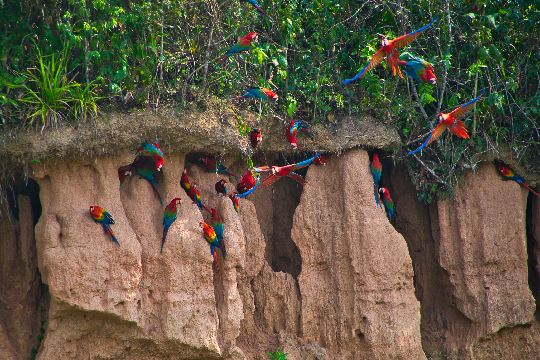 Nikon D5300 sample photo. The mackaw clay lick - tambopata river photography