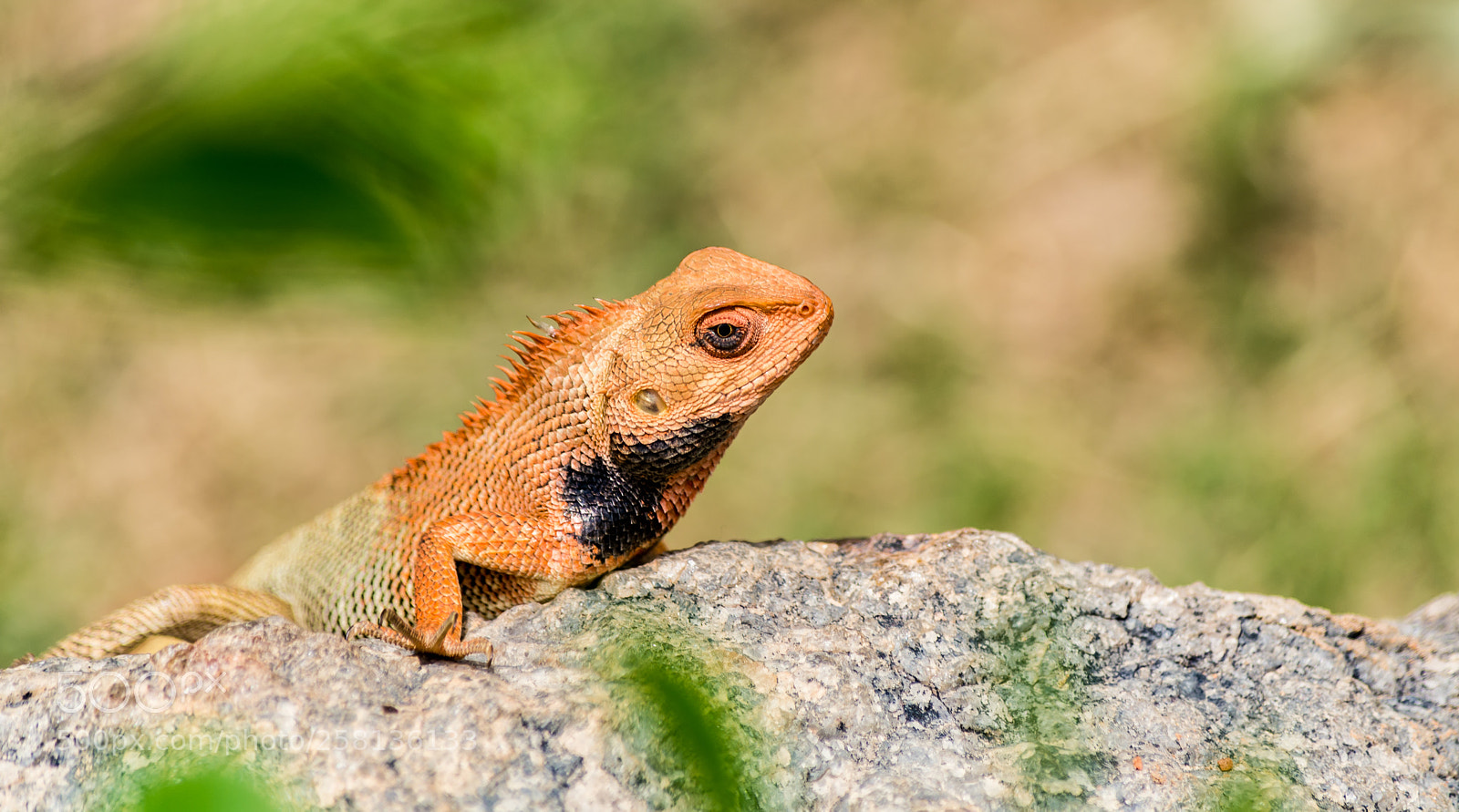 Nikon D7100 sample photo. Chamaeleon- asola bhati wildlife photography