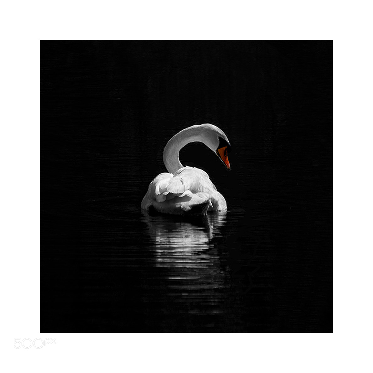 Canon EOS 70D sample photo. Swan lake photography