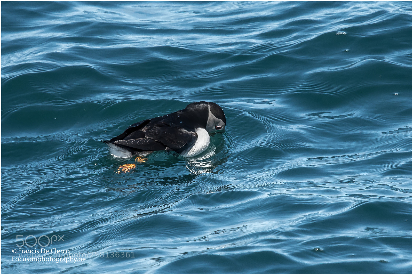 Nikon D500 sample photo. Puffins at staffa francis photography