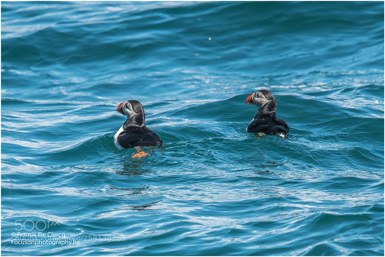 Nikon D500 sample photo. Puffins at staffa francis photography