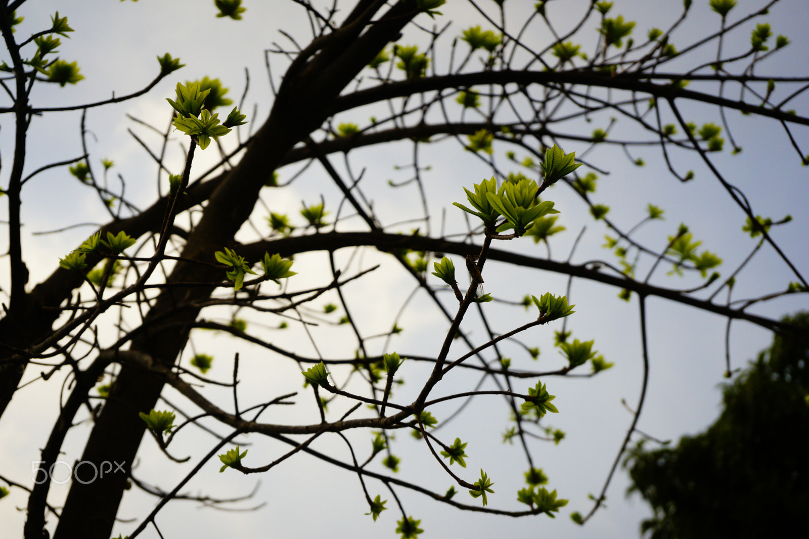 Sony FE 28-70mm F3.5-5.6 OSS sample photo. Green photography