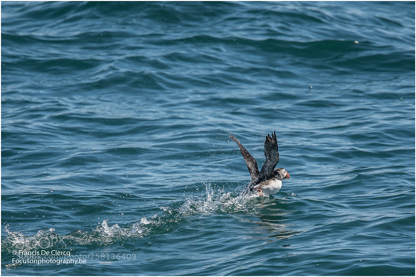 Nikon D500 sample photo. Puffins at staffa francis photography