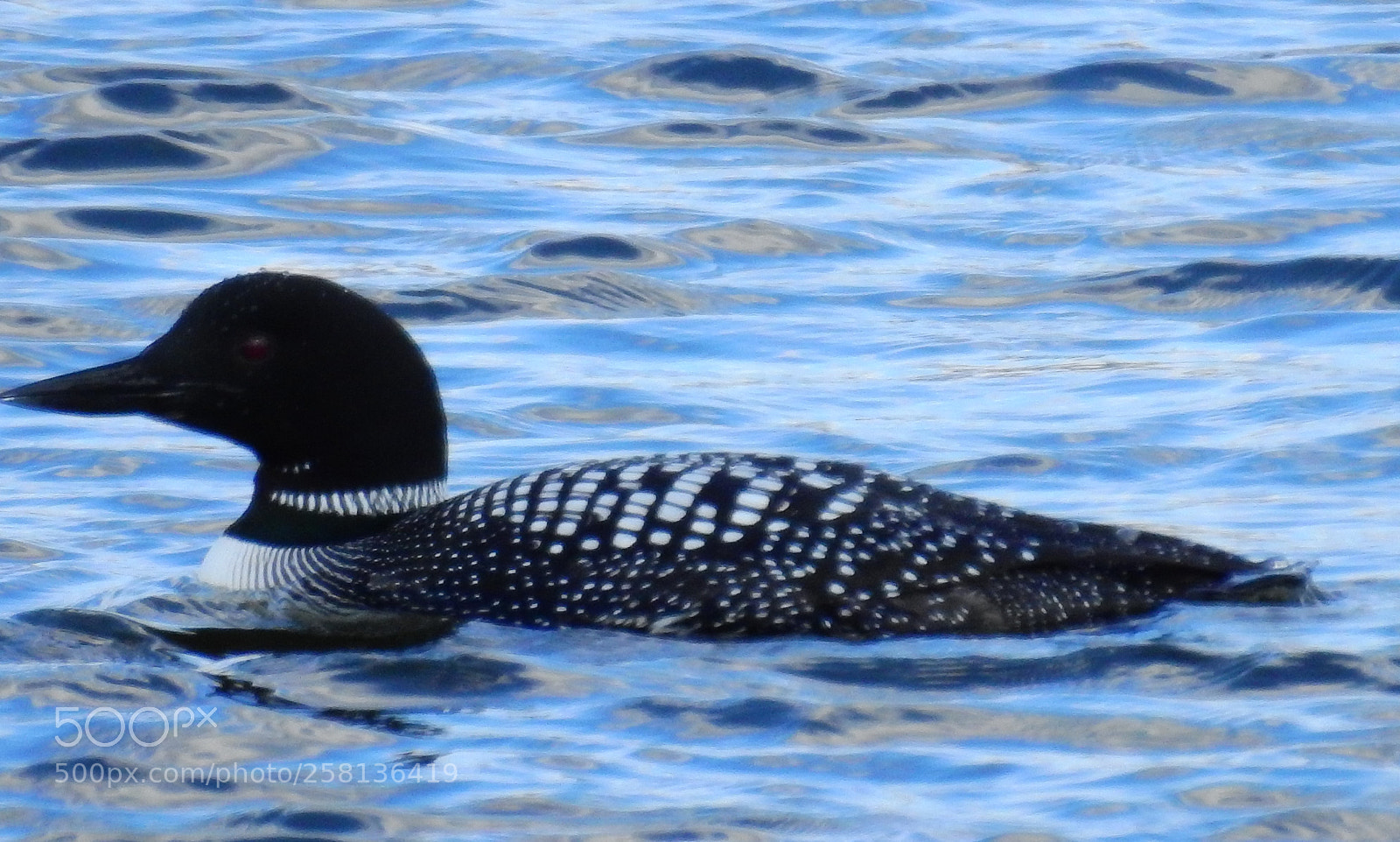 Nikon Coolpix P900 sample photo. Common loon photography