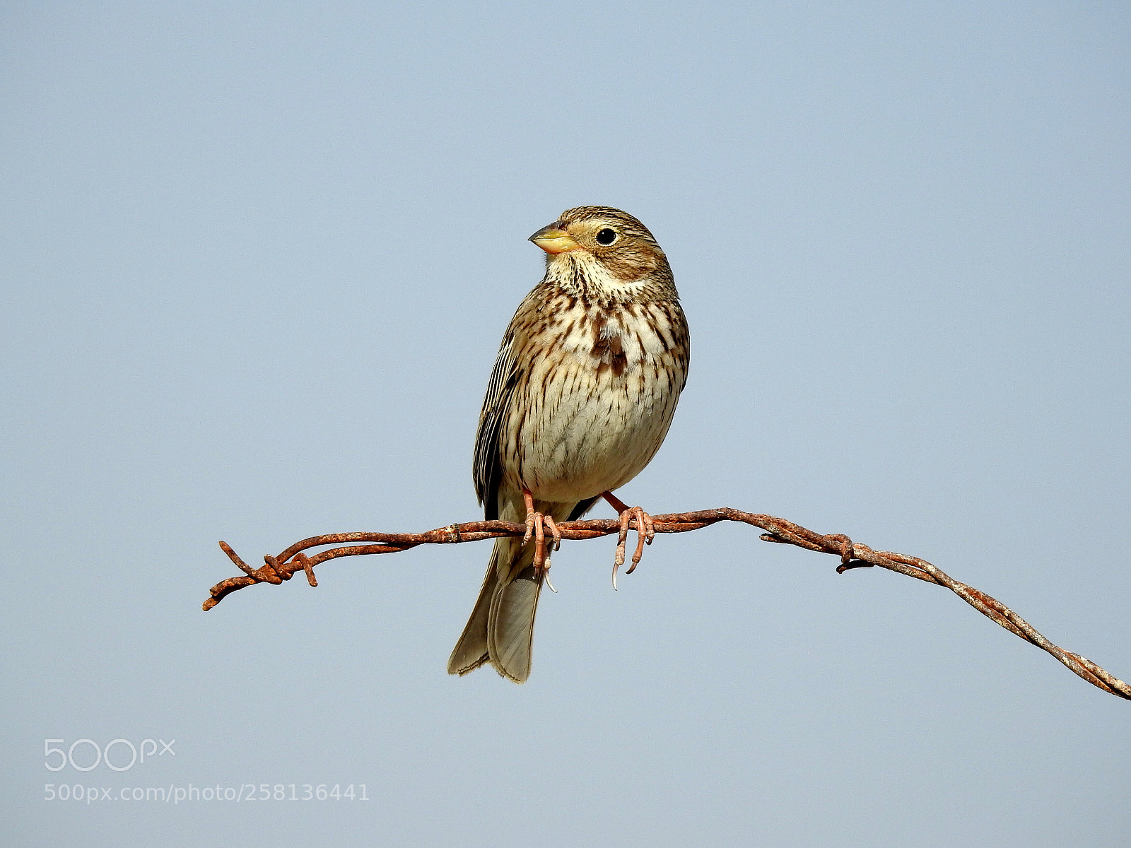 Nikon Coolpix P900 sample photo. Alaudidae photography