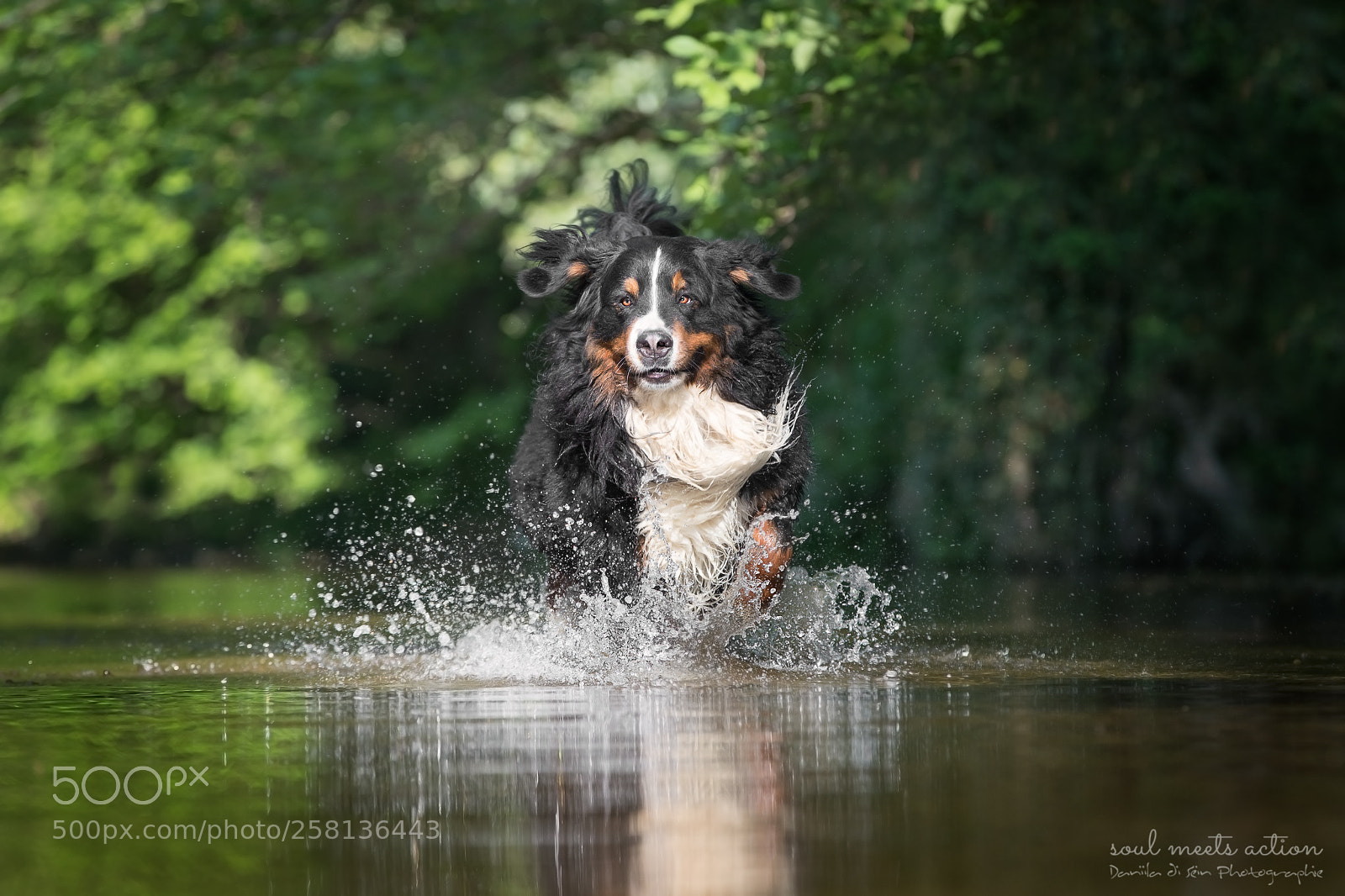 Canon EOS-1D X Mark II sample photo. Amigo - bernes mountain photography