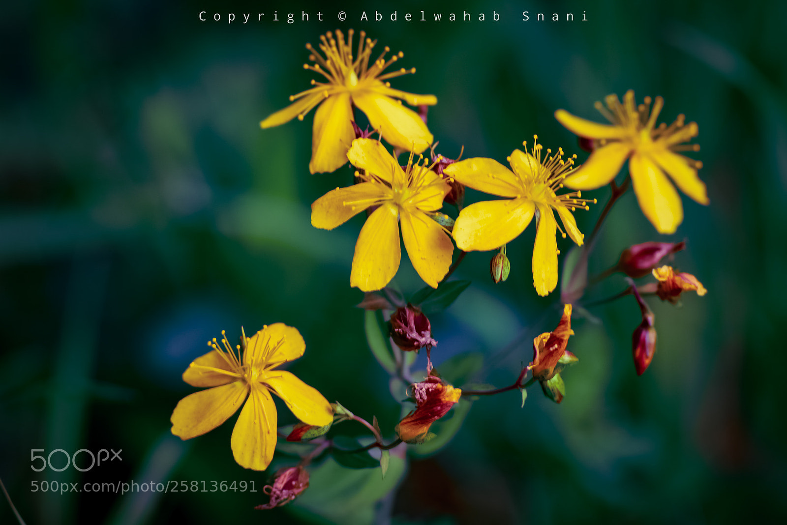 Nikon D3300 sample photo. Yellow flower photography