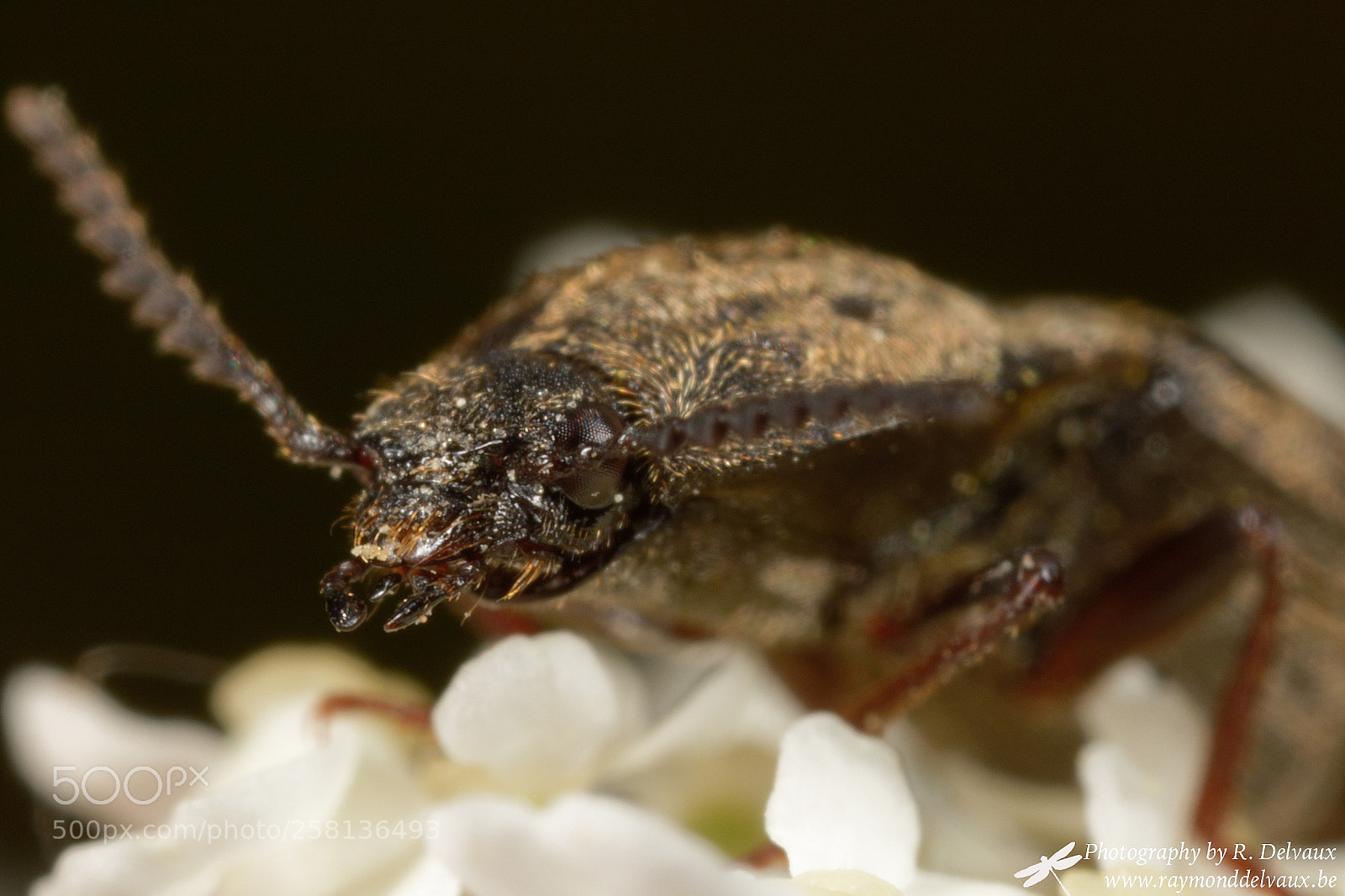 Canon EOS 7D Mark II sample photo. Taupin photography