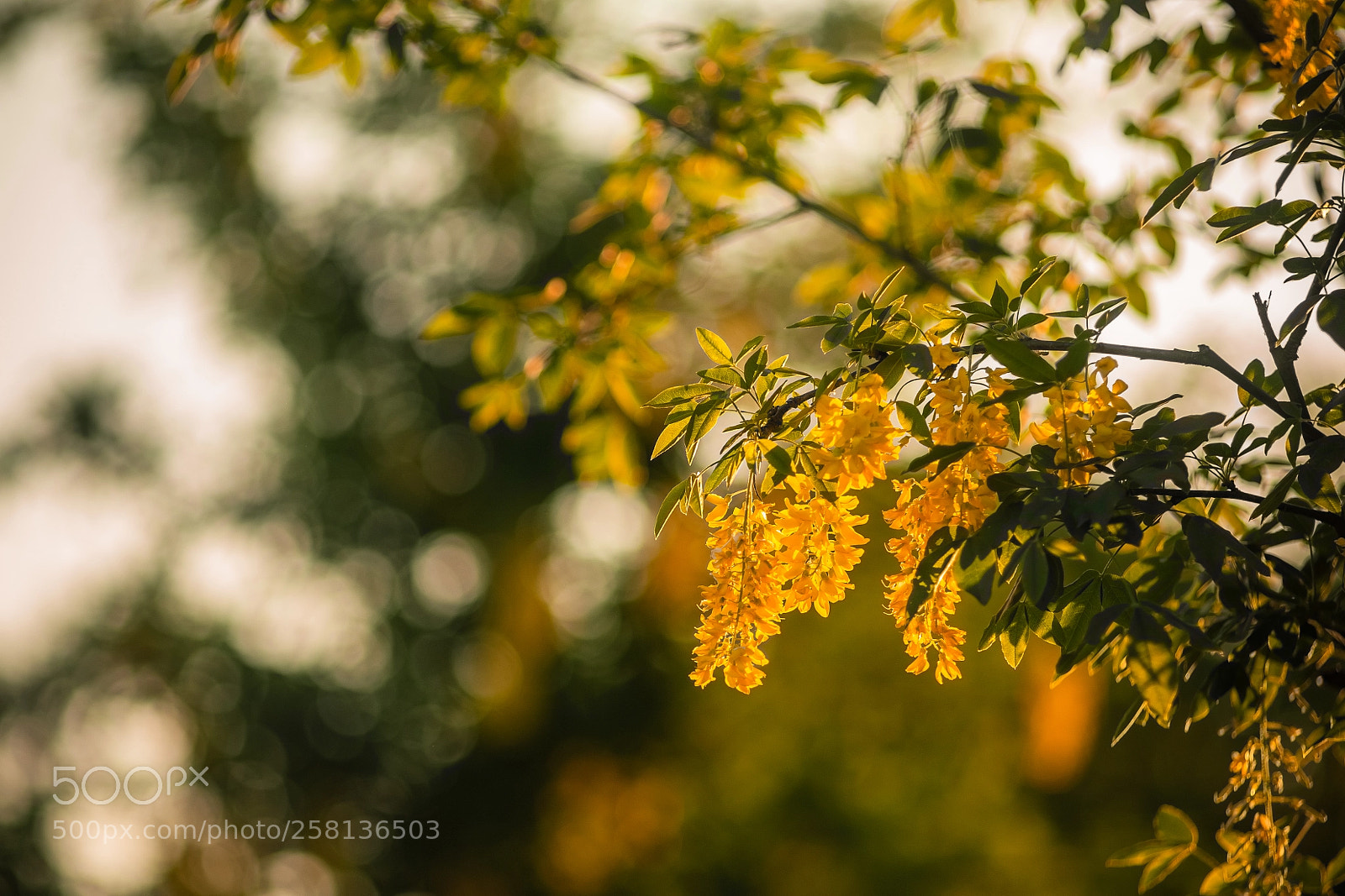 Canon EOS 5D sample photo. ~ photography