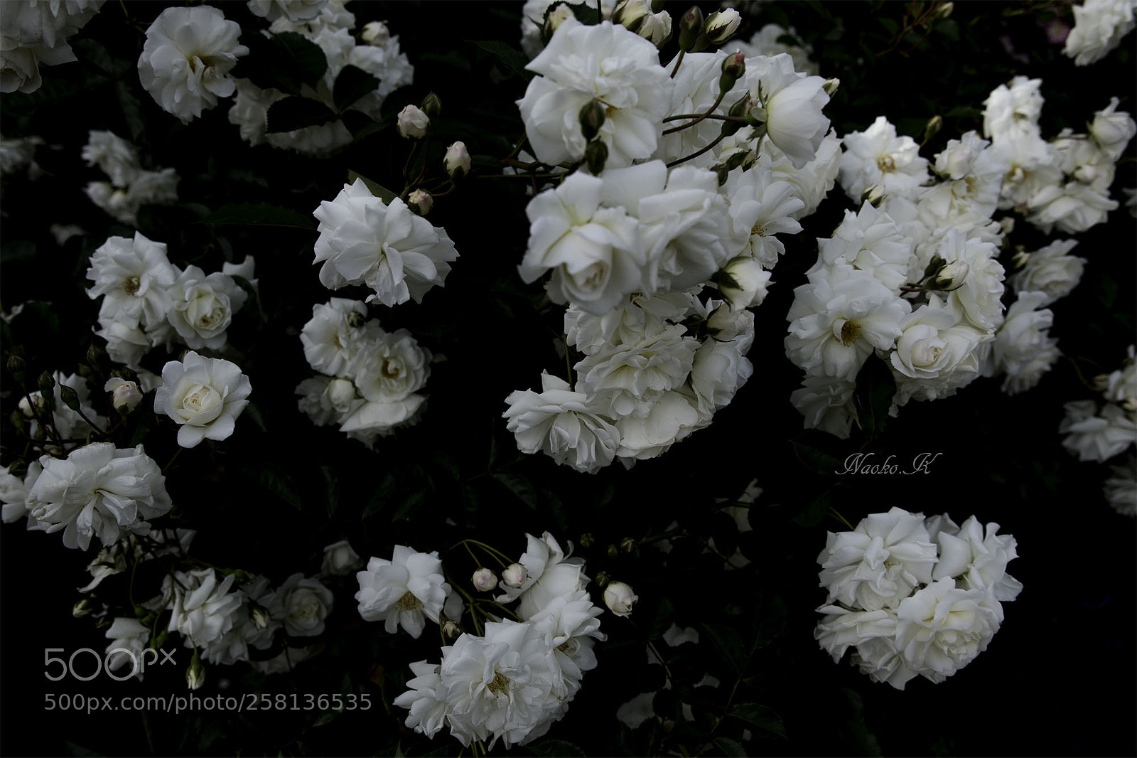 Nikon D750 sample photo. White　rose photography