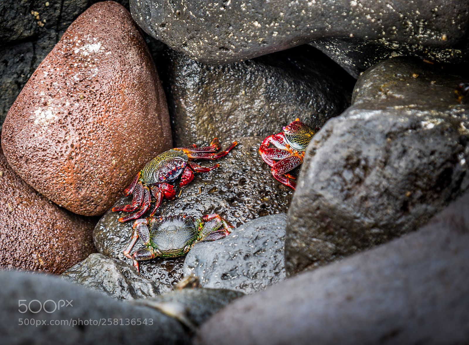 Nikon D750 sample photo. Meeting point photography