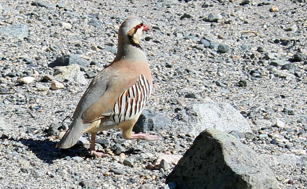 Canon EF-S 55-250mm F4-5.6 IS II sample photo. Chukar patridge ( alectoris chukar ) photography