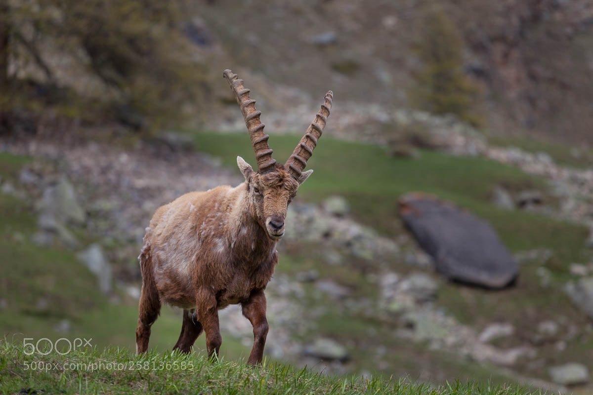 Canon EOS 5D Mark II sample photo. Stambecco (capra ibex) photography
