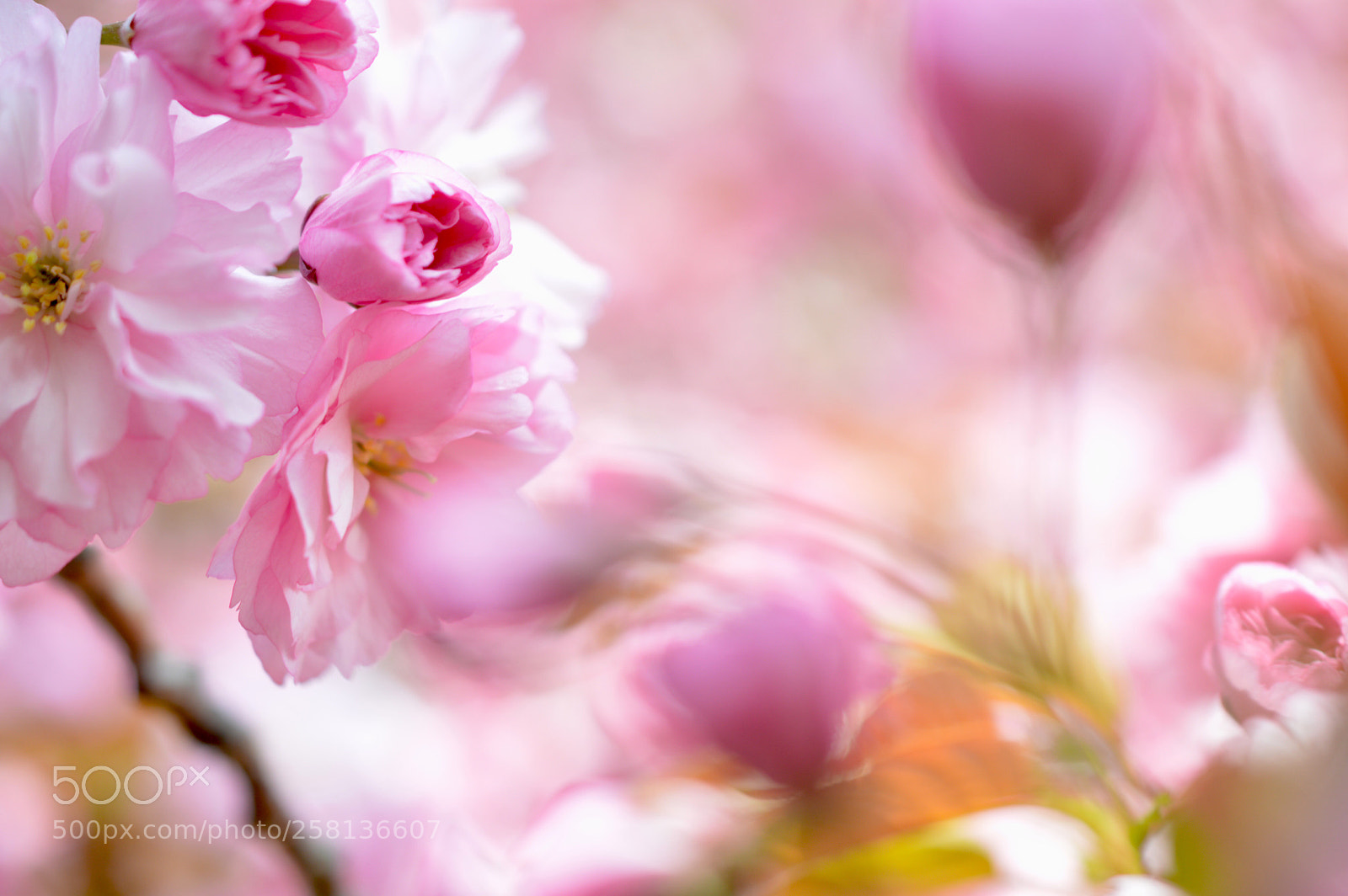 Nikon D3200 sample photo. Double cherry blossom ❀˚:*:・゜ photography