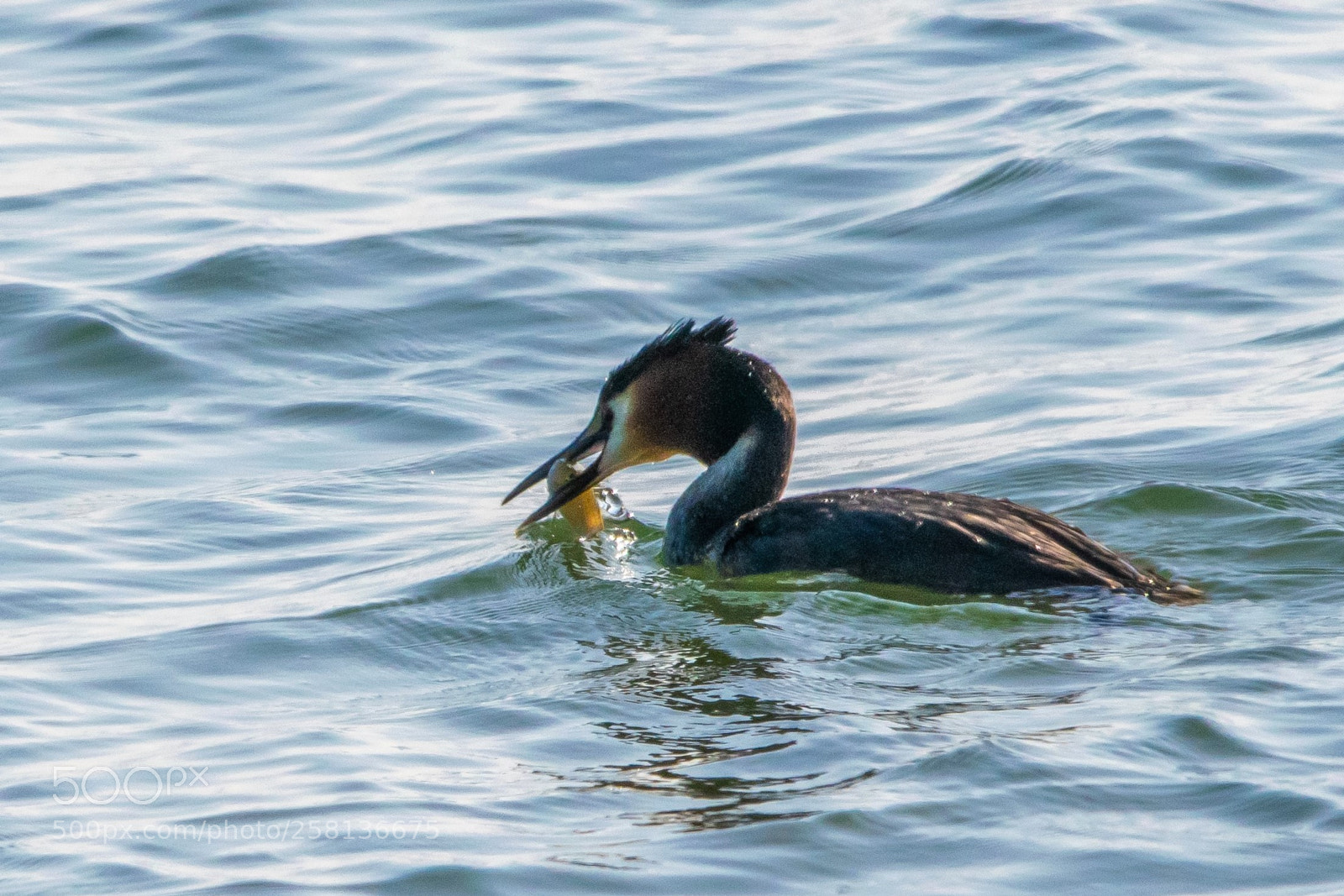 Nikon D3300 sample photo. Fishing photography