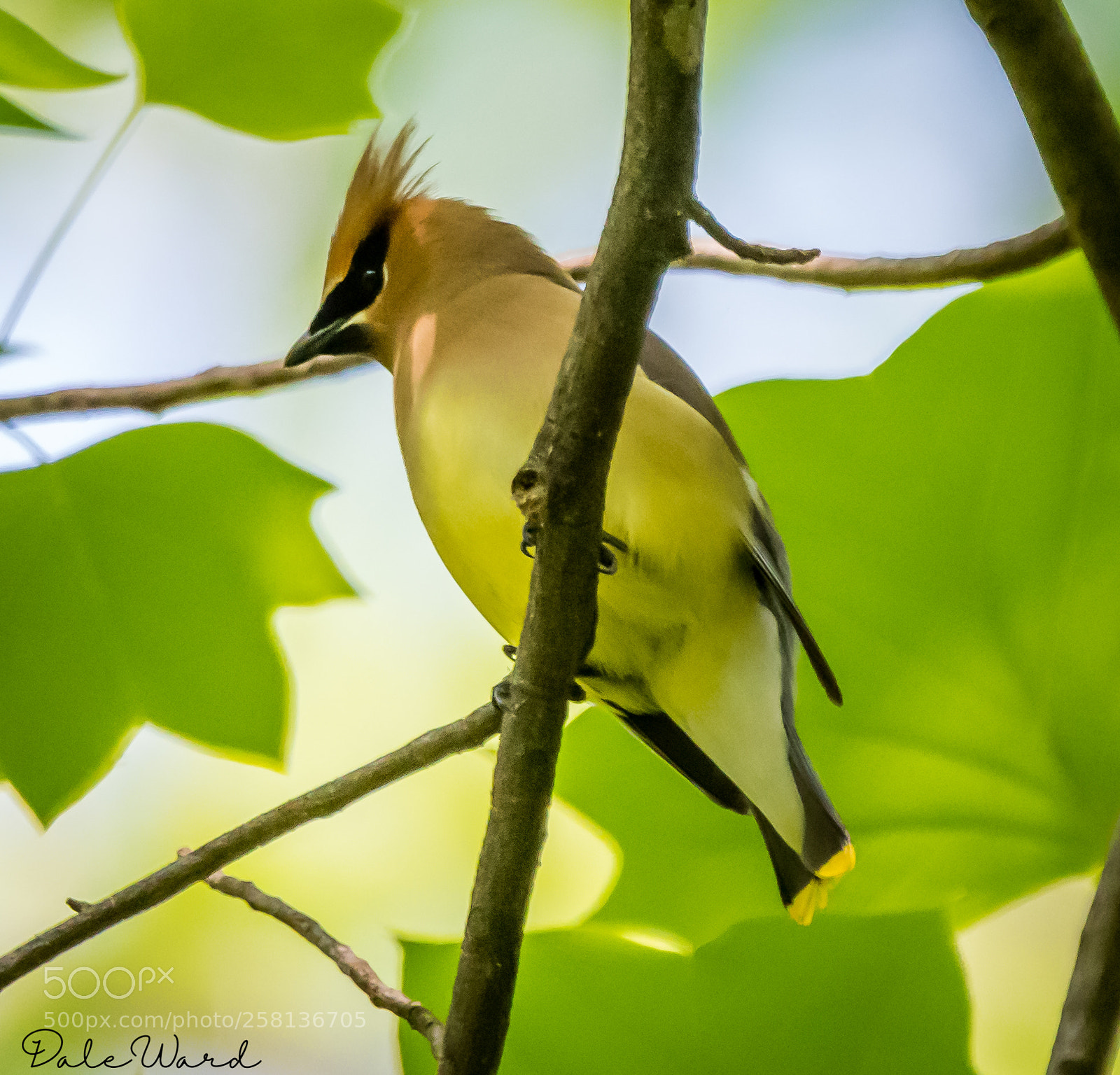 Nikon D500 sample photo. Cedar waxwing photography