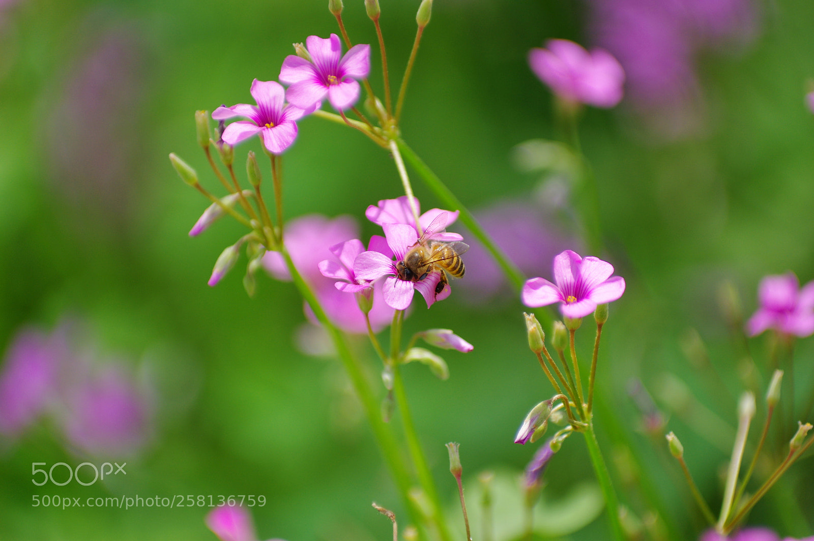 Pentax K-3 II sample photo. Untitled photography