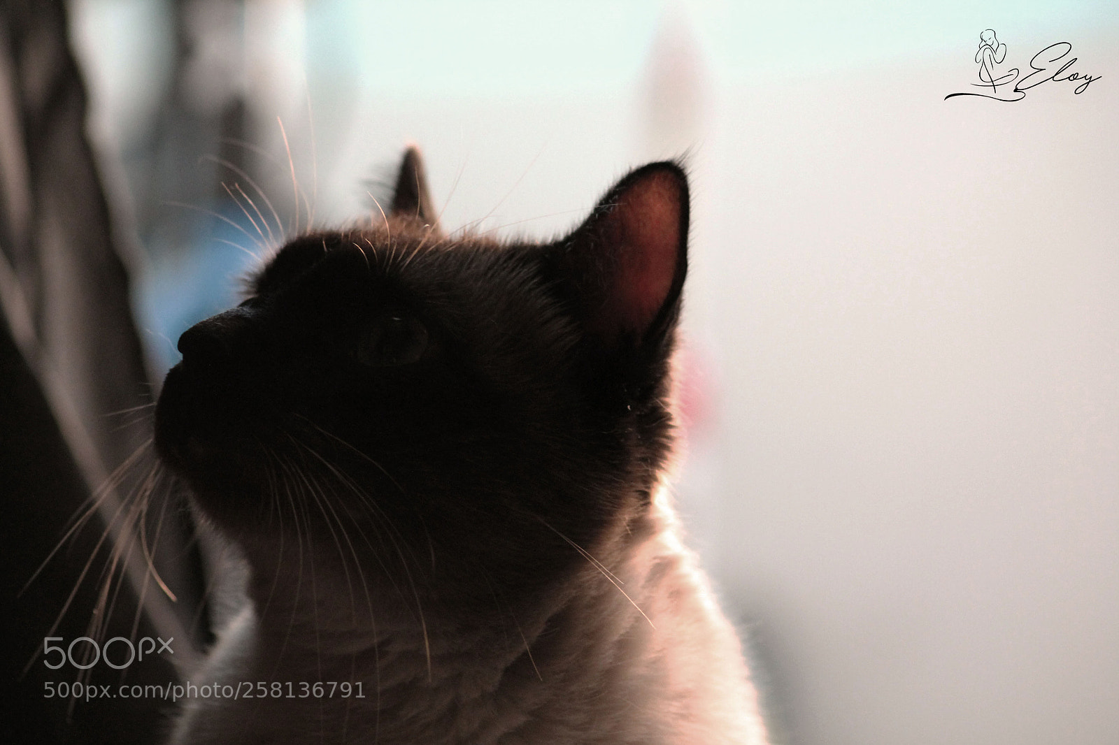Canon EOS 1100D (EOS Rebel T3 / EOS Kiss X50) sample photo. Cat photography