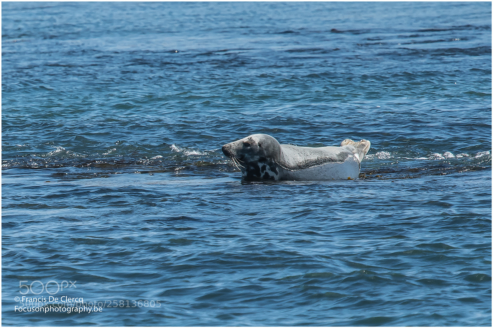 Nikon D500 sample photo. Seals at isle of photography