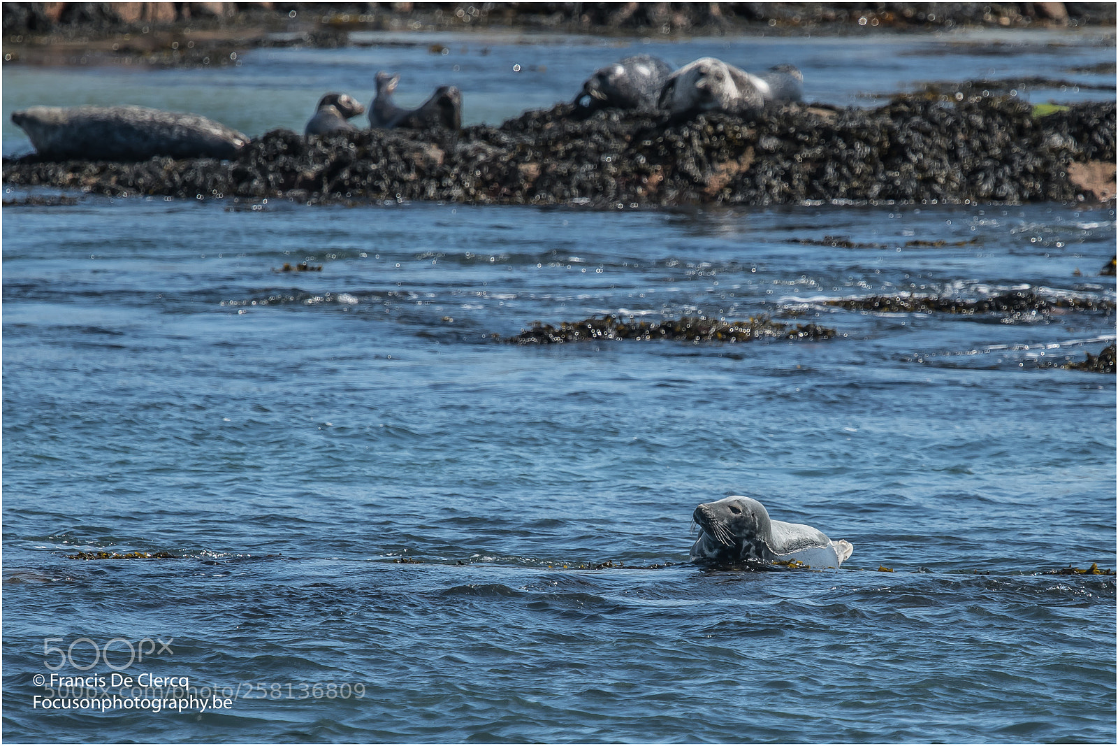 Nikon D500 sample photo. Seals at isle of photography