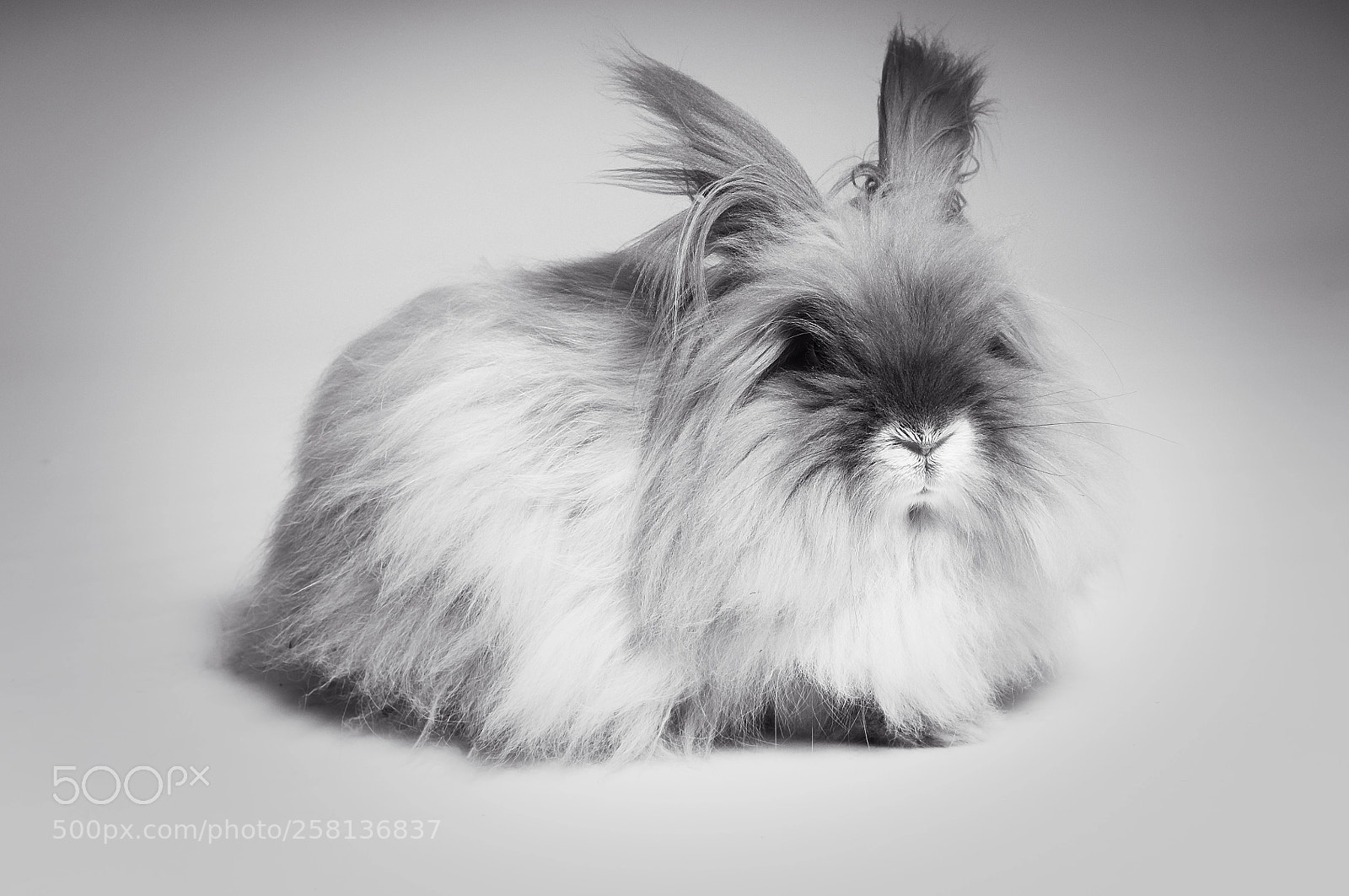 Nikon D300S sample photo. Lapin photography