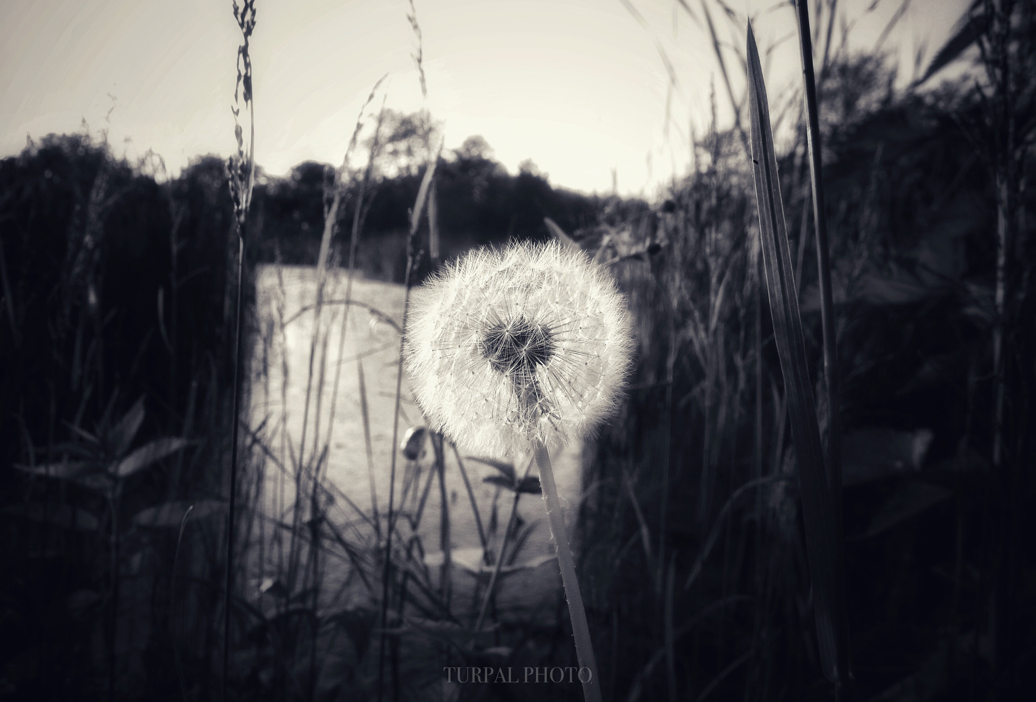 Samsung EX1 sample photo. Dandelion  photography