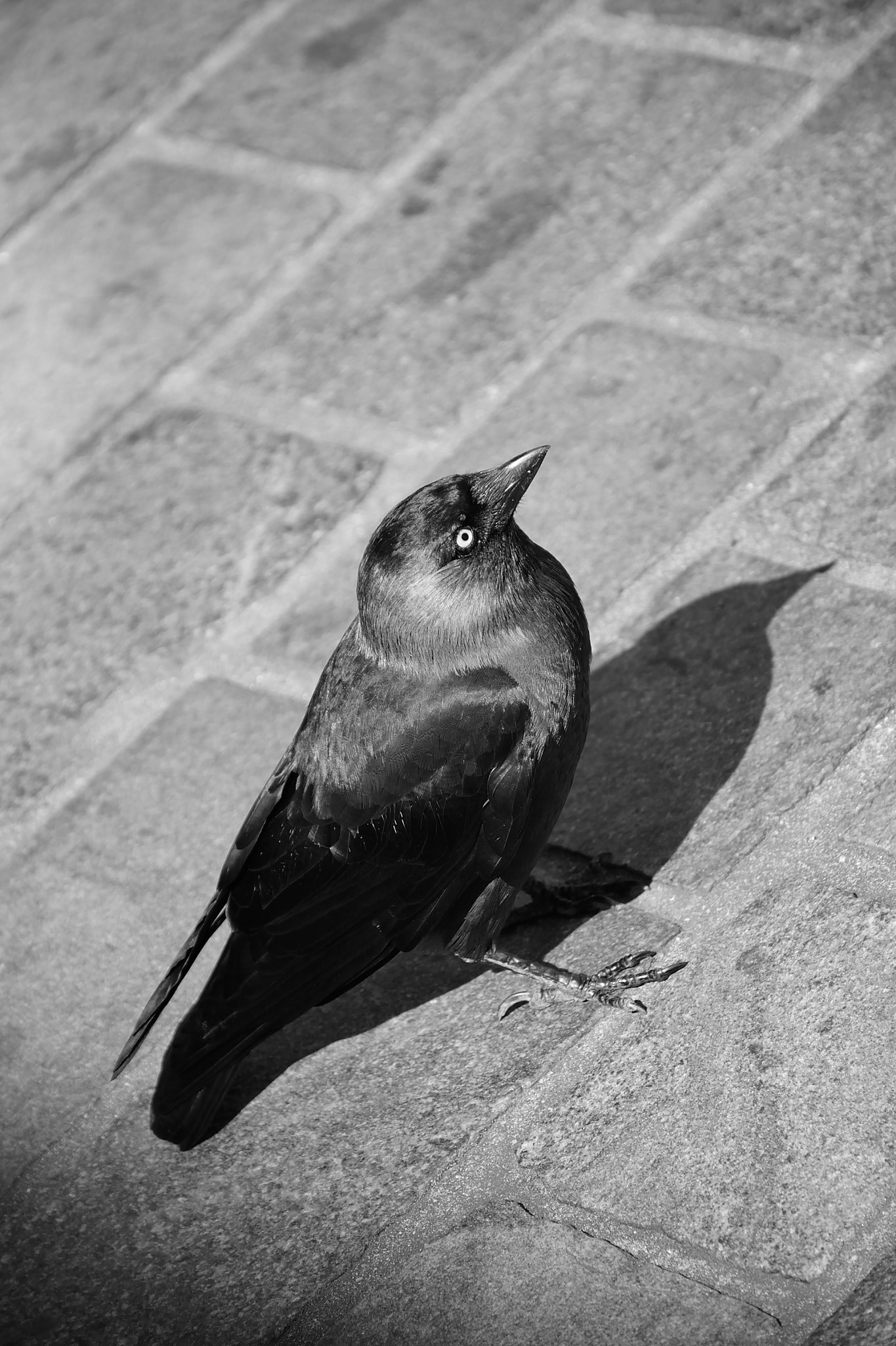Nikon D5300 sample photo. Black bird photography
