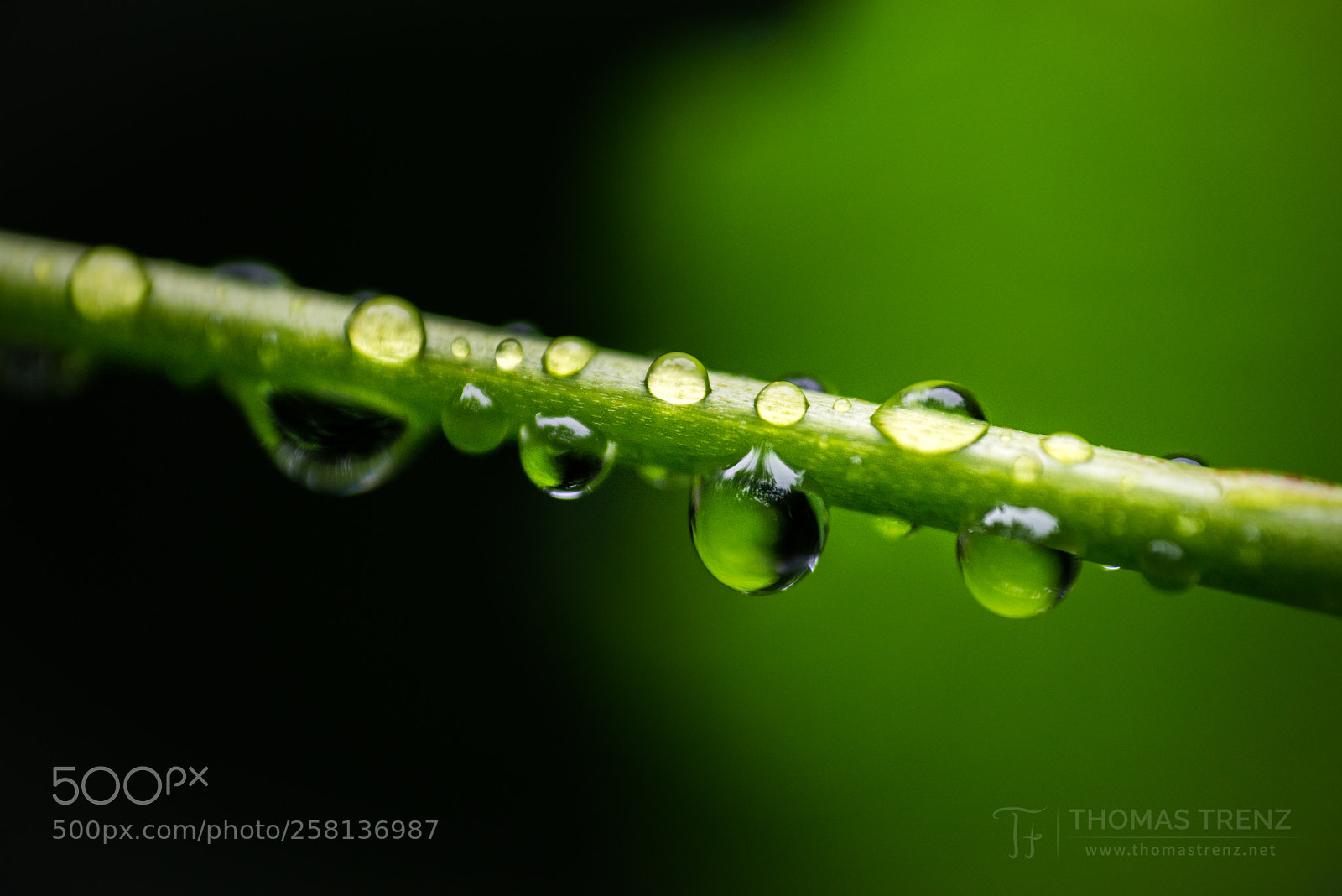 Nikon D600 sample photo. Green drops photography