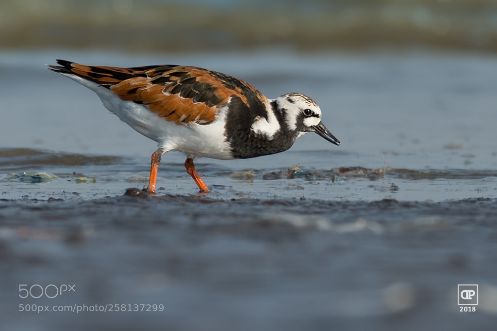Nikon D750 sample photo. Ruddy turnstone photography
