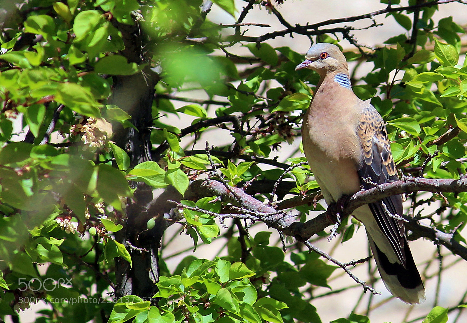 Canon EF-S 55-250mm F4-5.6 IS II sample photo. Oriental turtle dove streptopelia photography