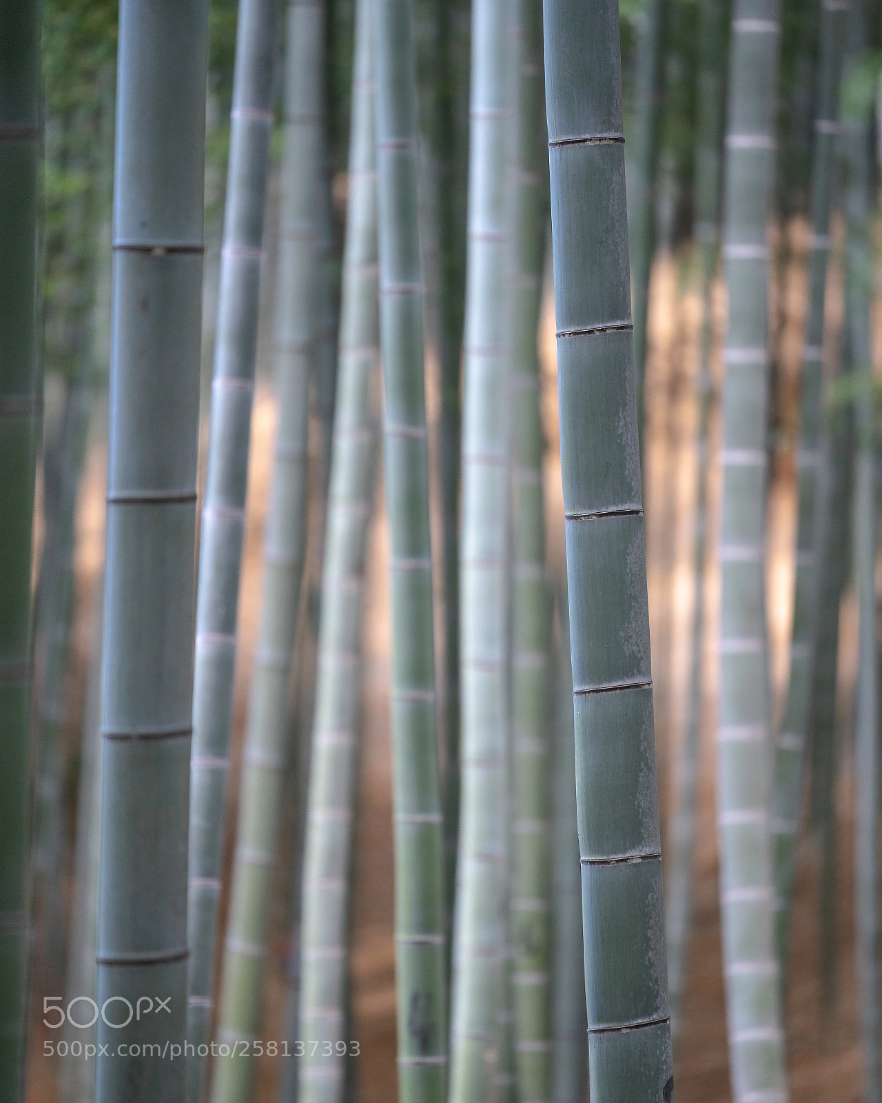 Sony a9 sample photo. Bamboo #2 photography