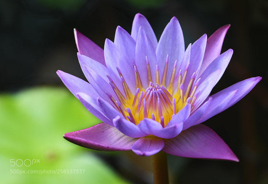 Nikon D500 sample photo. Waterlily photography
