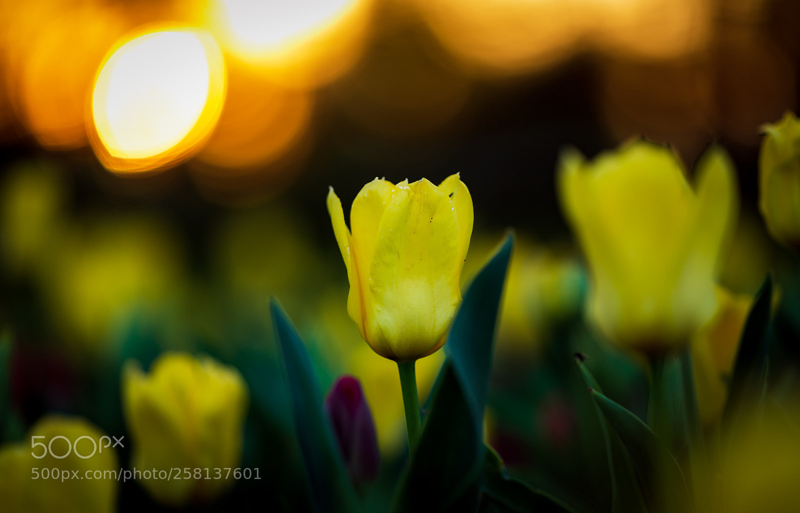 Canon EOS 6D sample photo. Evening melody photography