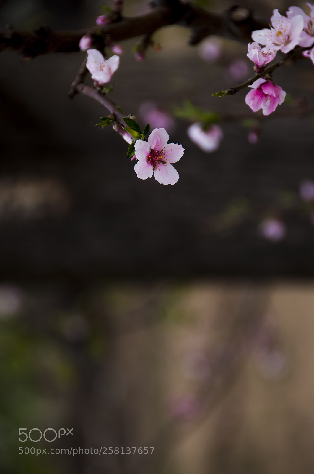 Nikon D90 sample photo. Peach blossom photography