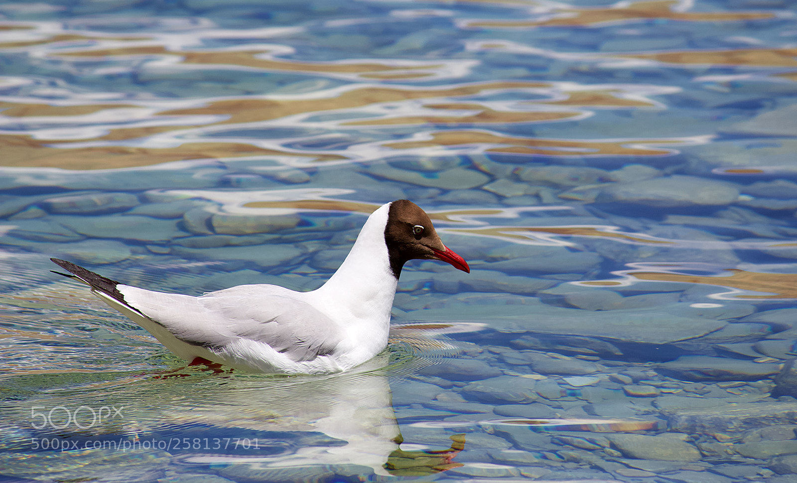 Canon EF-S 55-250mm F4-5.6 IS II sample photo. Brown headed gull chroicocephalus photography