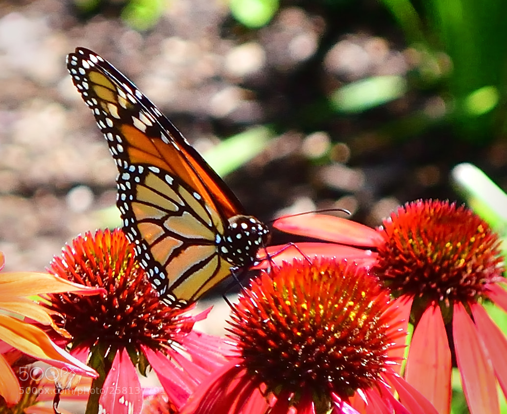 Nikon D5300 sample photo. Monarch on gerbra photography
