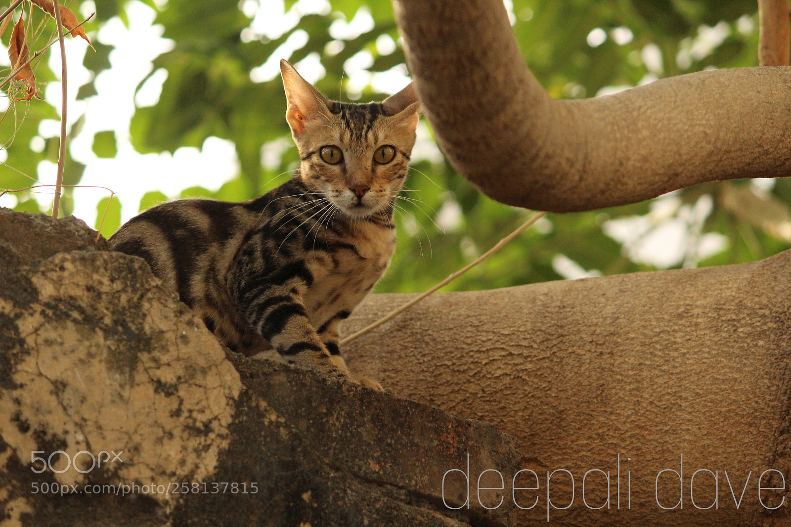 Canon EOS 1200D (EOS Rebel T5 / EOS Kiss X70 / EOS Hi) sample photo. A cat in the photography