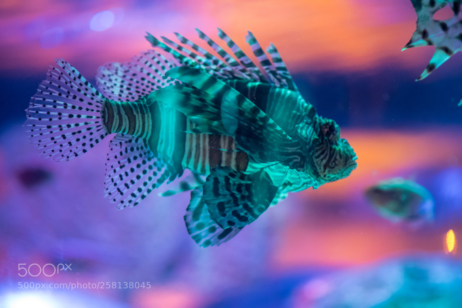 Nikon D750 sample photo. Sea life photography