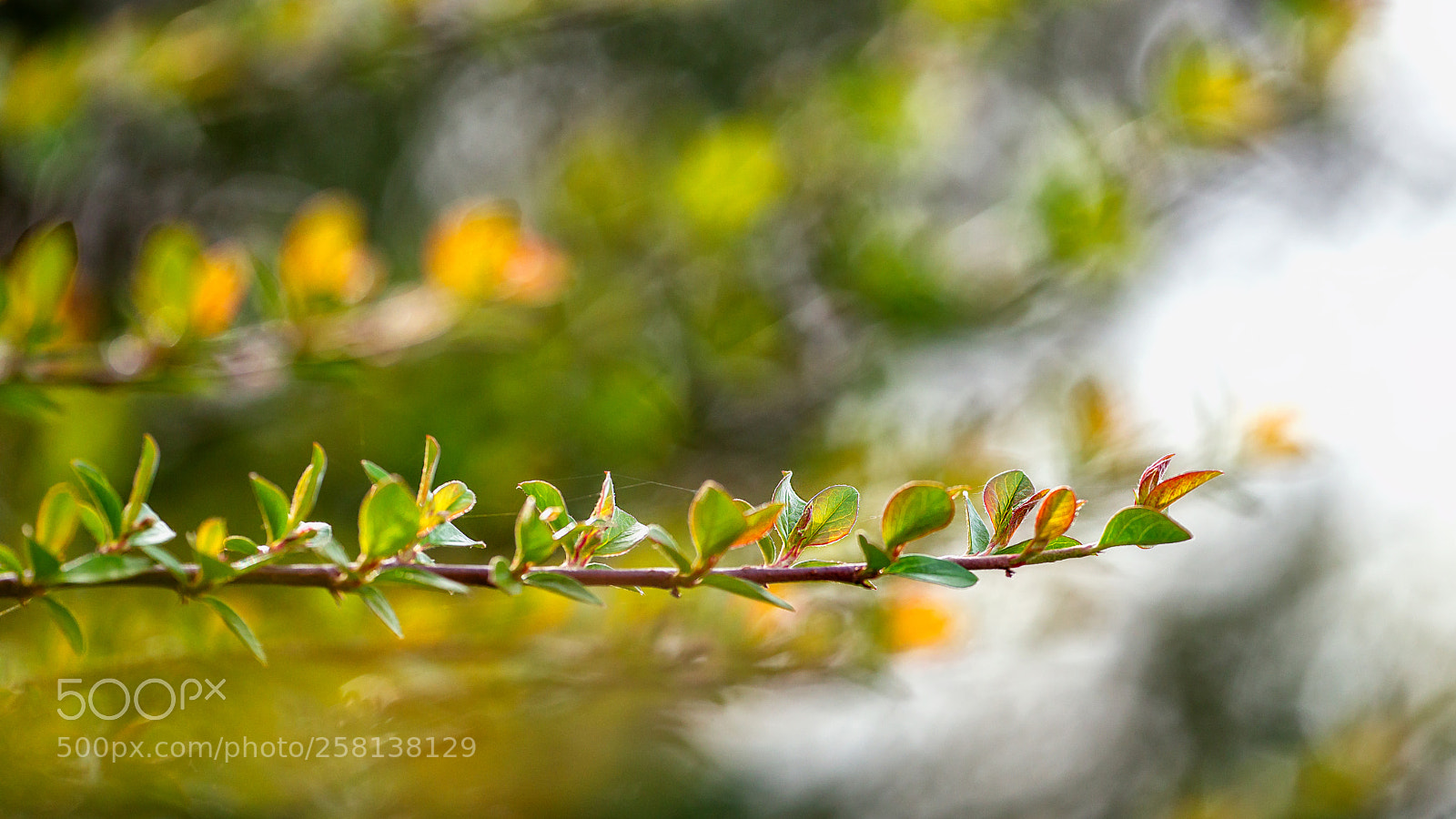 Sony SLT-A99V sample photo. Twig photography