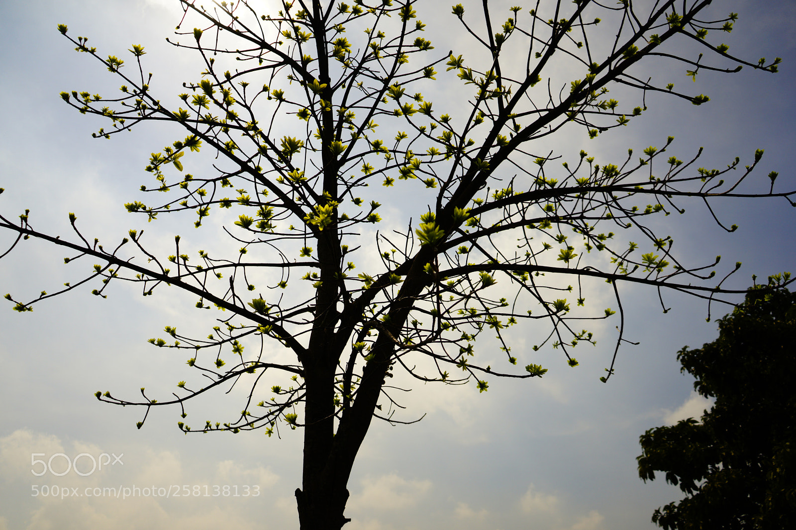 Sony a7 II sample photo. Tree photography