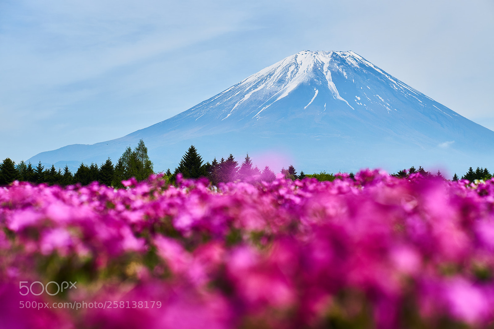 Sony a6000 sample photo. Mt. fuji with pink photography