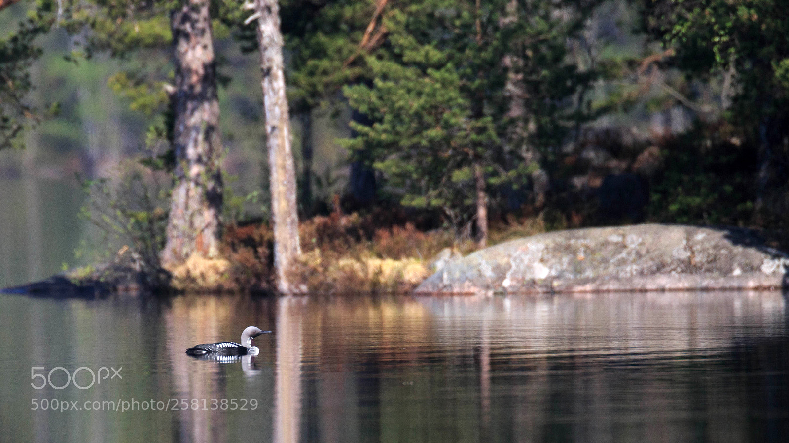 Canon EOS-1D X sample photo. Black-throated loon in the photography