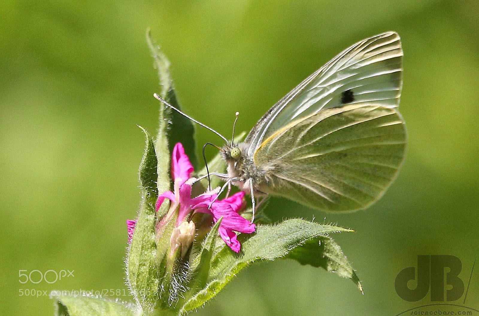 Canon EOS 6D sample photo. Butterfly tongue photography