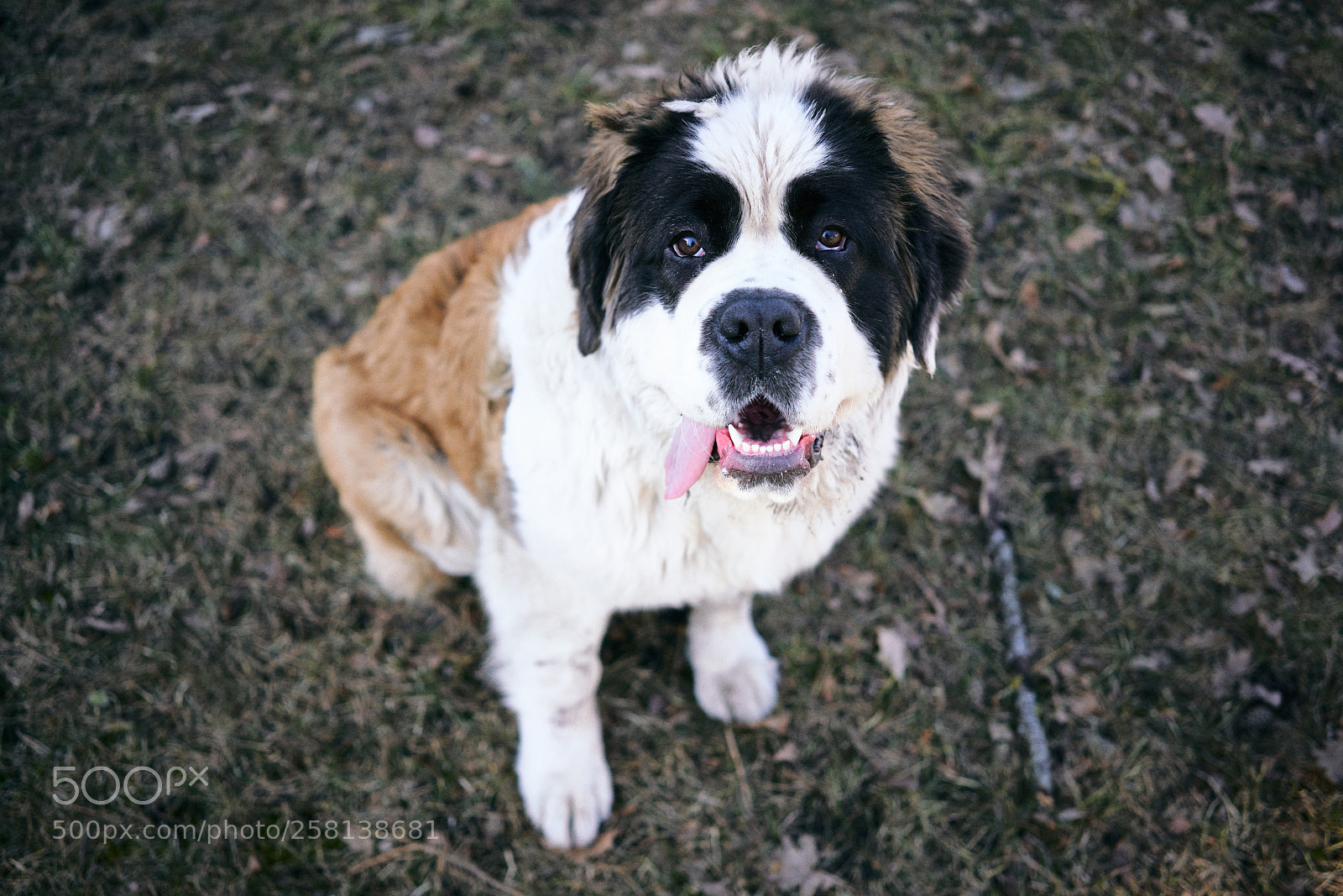 Sony a7R III sample photo. Sassu ii photography