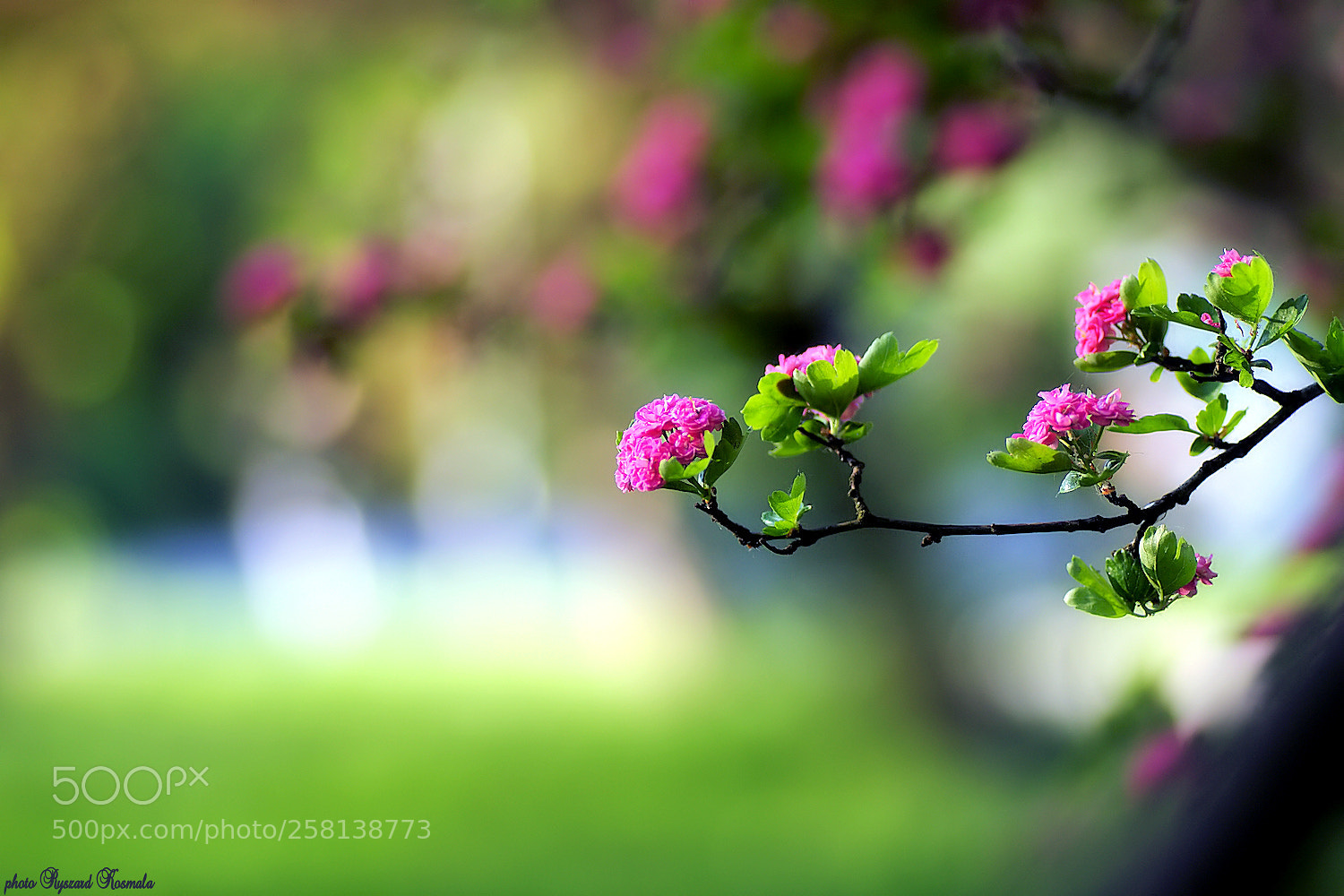 Sony Alpha DSLR-A300 sample photo. Beautiful morning photography