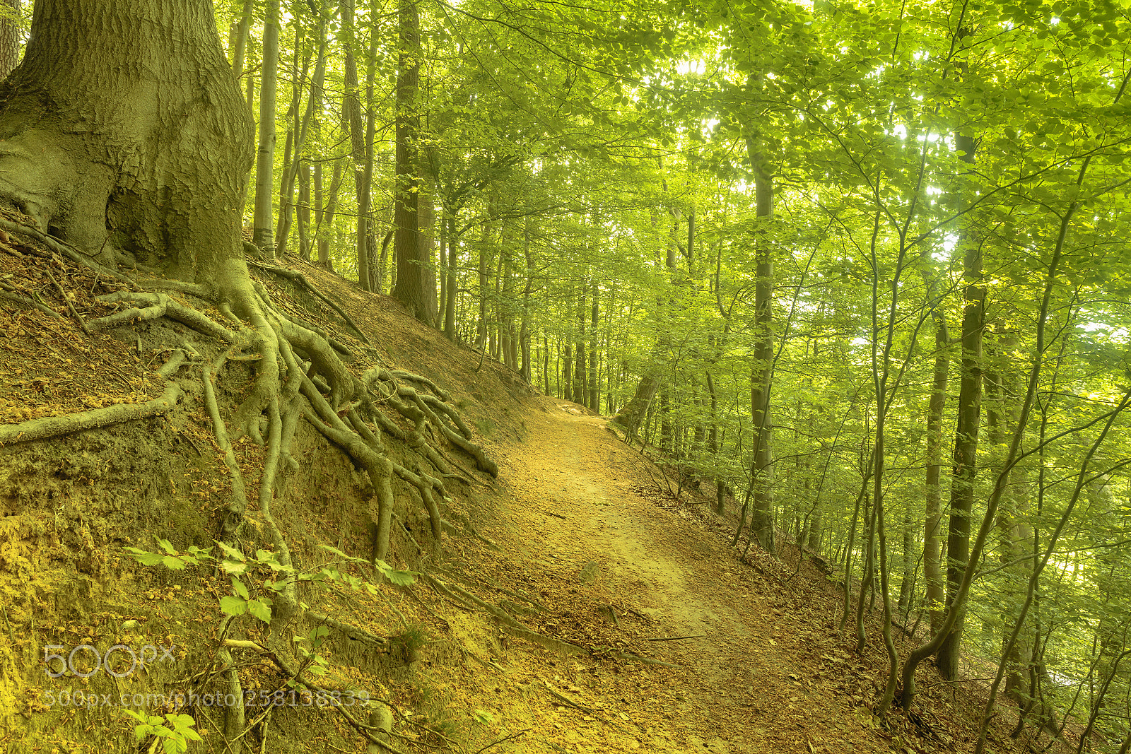 Canon EOS 6D sample photo. Roots photography