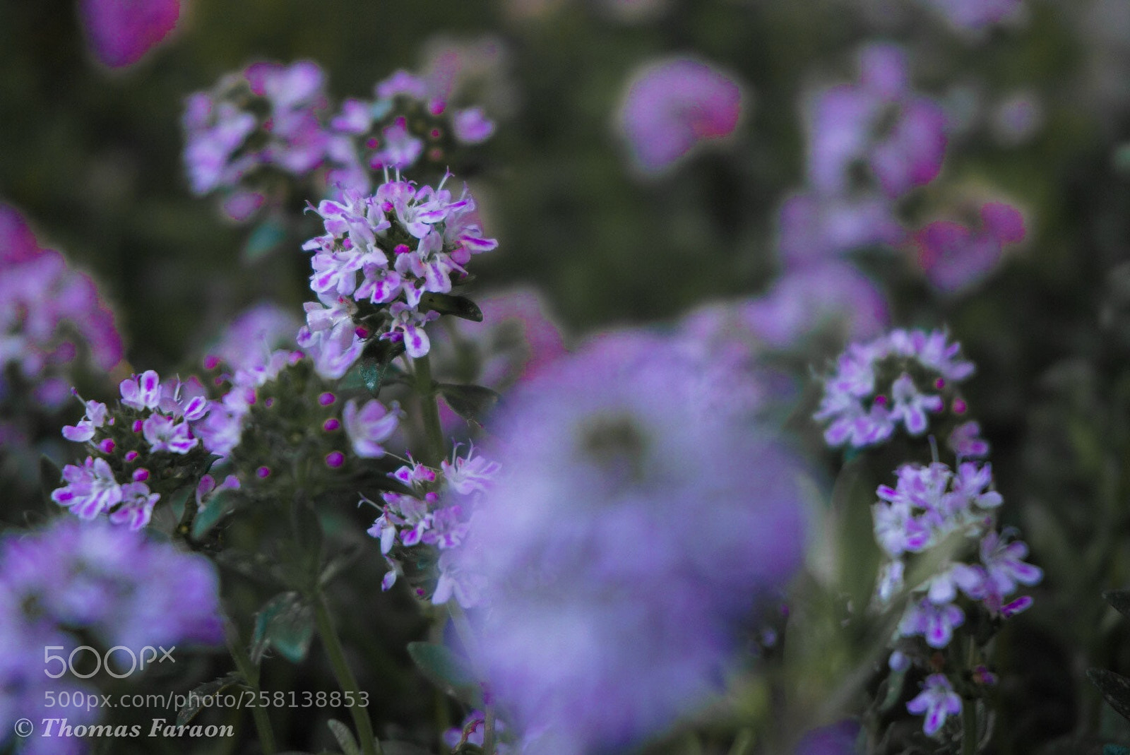 Sony Alpha NEX-6 sample photo. Thym  photography