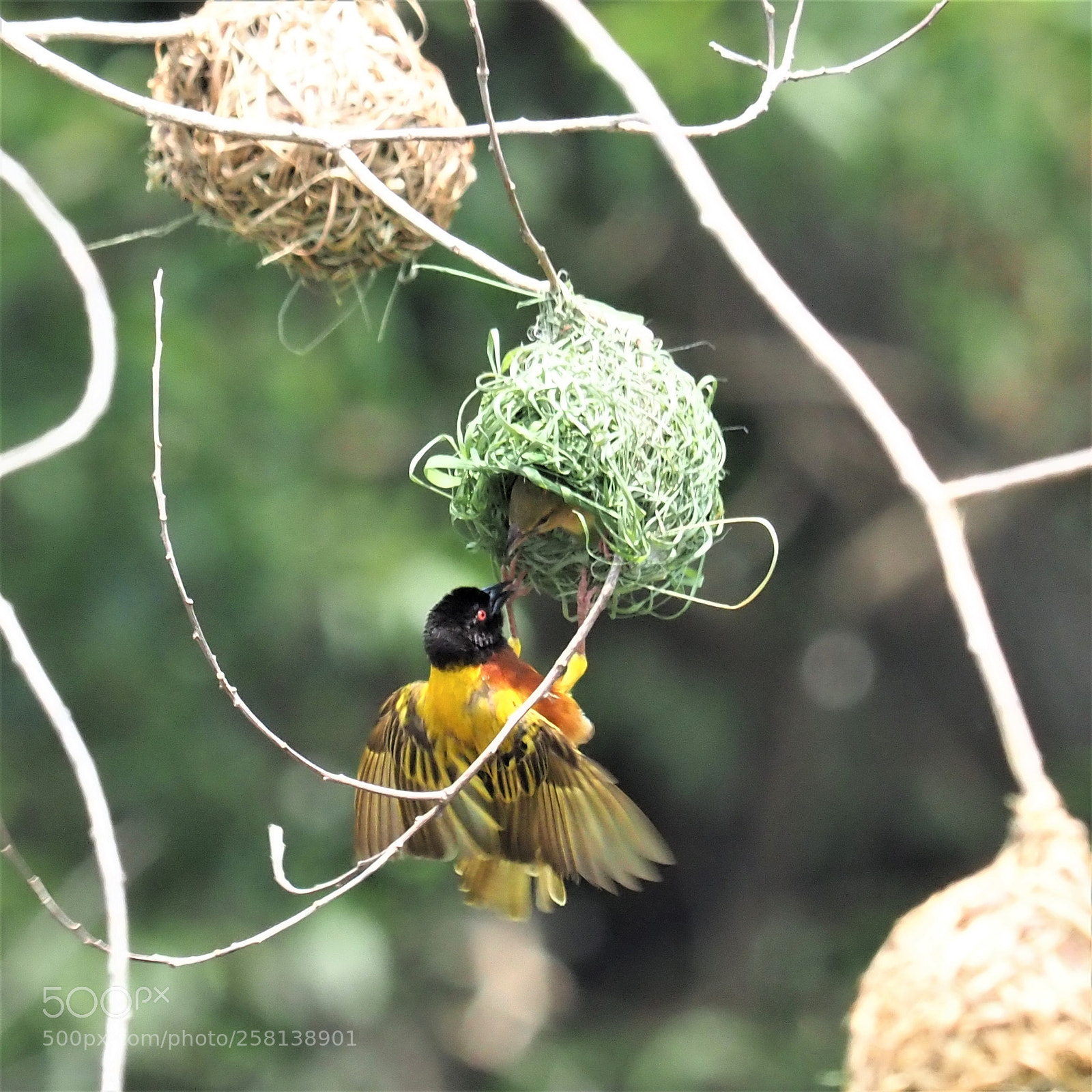 Olympus OM-D E-M1 Mark II sample photo. Nest building time.. photography