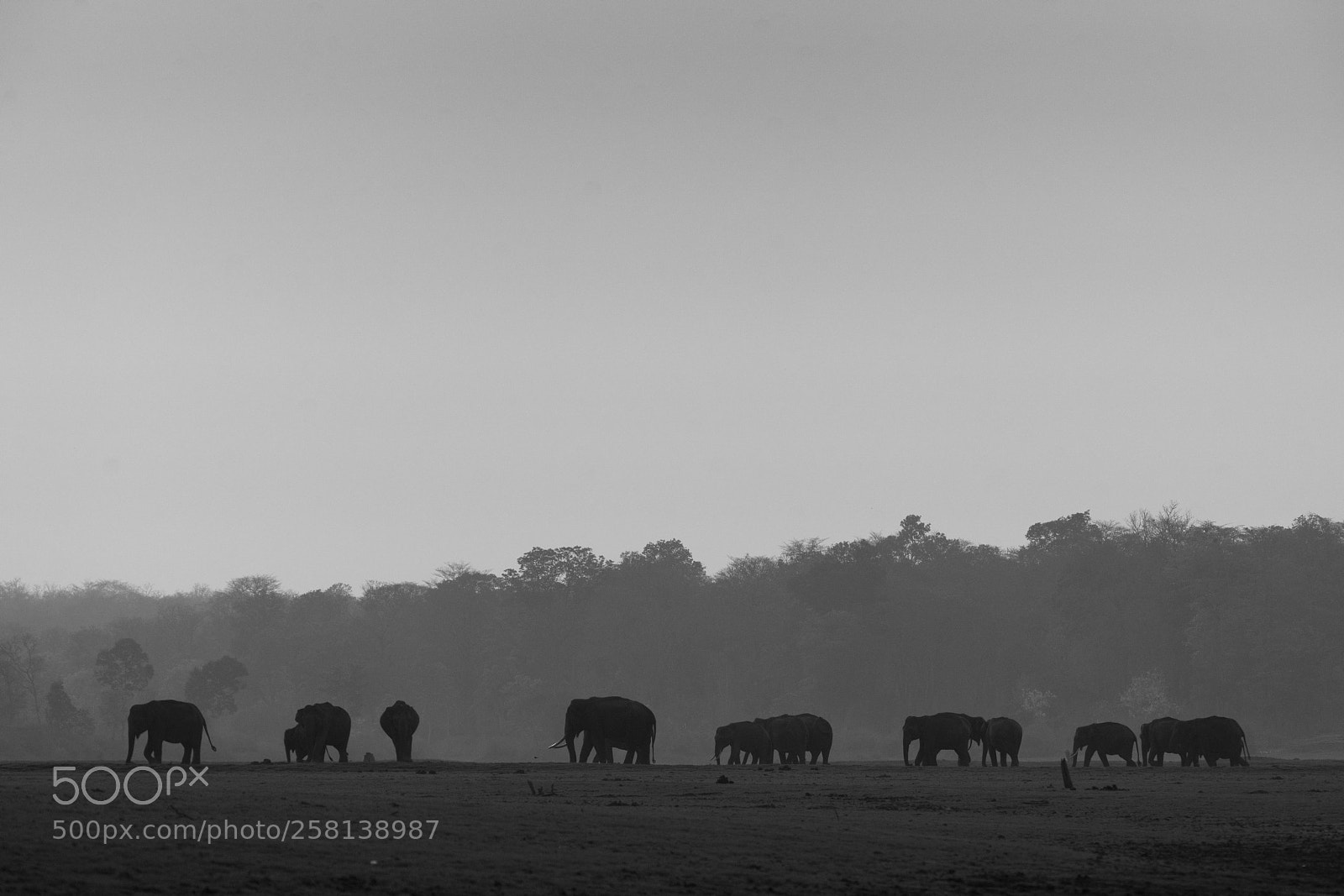 Sony a99 II sample photo. Mammoths in black and photography